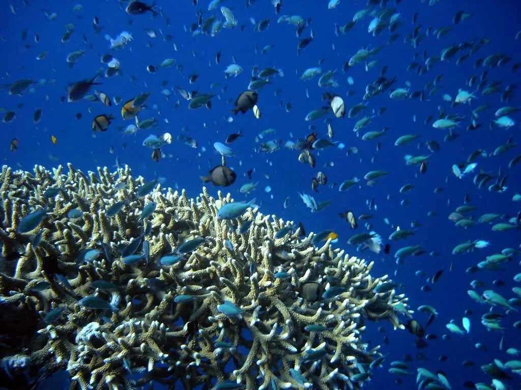 Планктон водоросли. Планктон в мировом океане. Морские гидробионты. Подводный мир Баренцева моря. Водная среда.