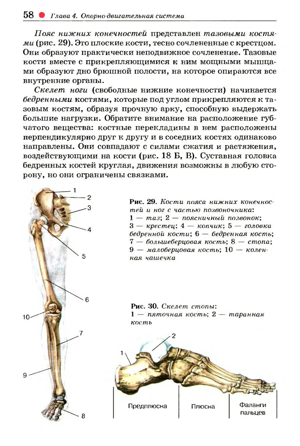 Самая крупная кость поясов конечностей. Костипояся нижних конечностей и свободной конечности. Кости ноги. Кости пояса нижних конечностей. Пояс нижних конечностей человека.