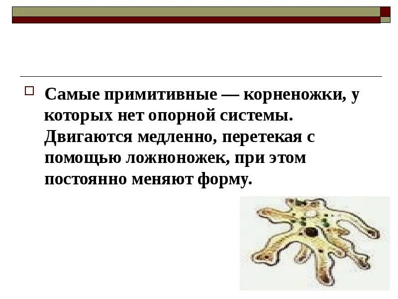 Передвигается при помощи ложноножек ответ