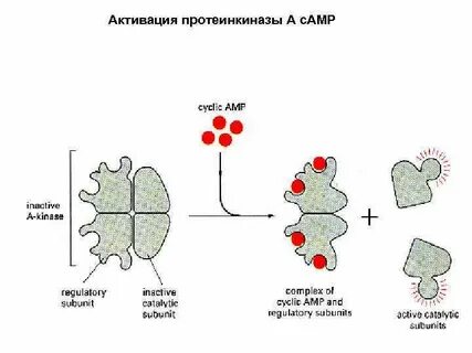 Активация протеинкиназы а