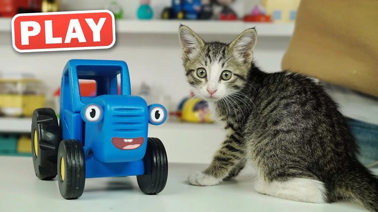 10 тракторов котэ. Синий трактор и котенок. Котенок на тракторе. Котенок котэ и синий трактор. Синий трактор с котенком для малышей.