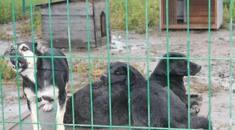 Всемирный день защиты животных фото. Пушные звери на ферме. Животные губкин. Губкинский звери. Приют для животных губкинский доброе сердце.