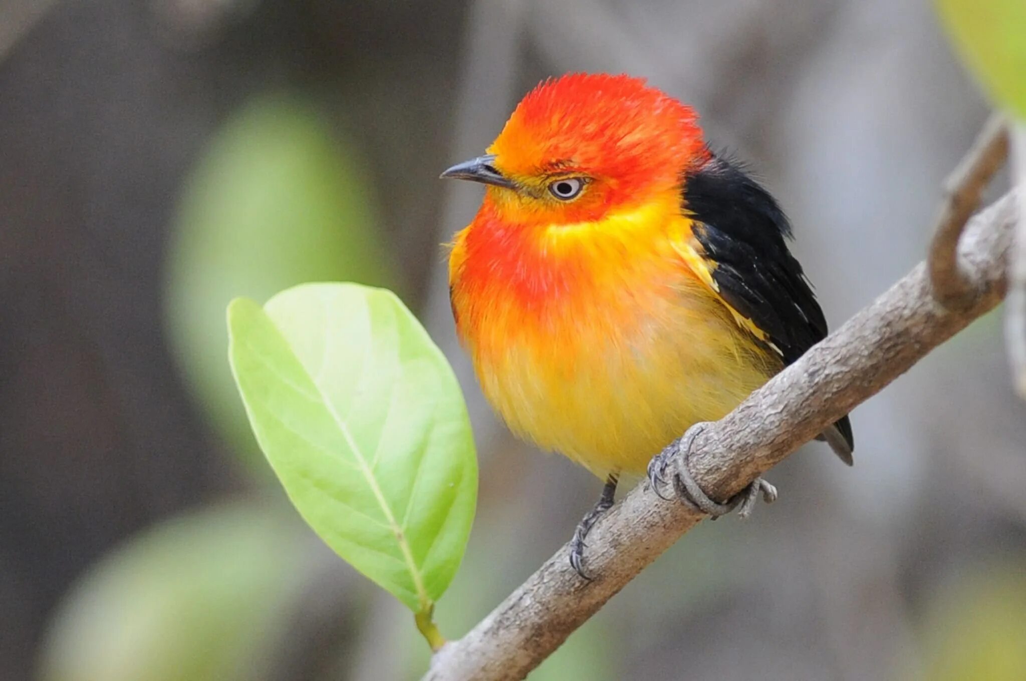 Птица оранжево серая. Танагра птица оранжевая. Отряд воробьиных желтогрудка. Желтая танагра. Золотая танагра.