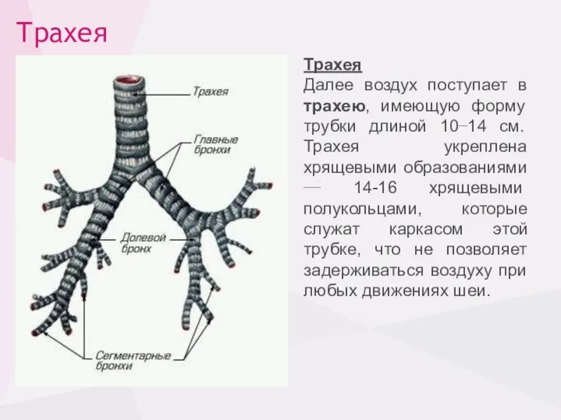 Из трахеи воздух попадает в. Трахея (trachea). Строение трахеи. Трахея анатомия человека. Трахея на схеме человека.