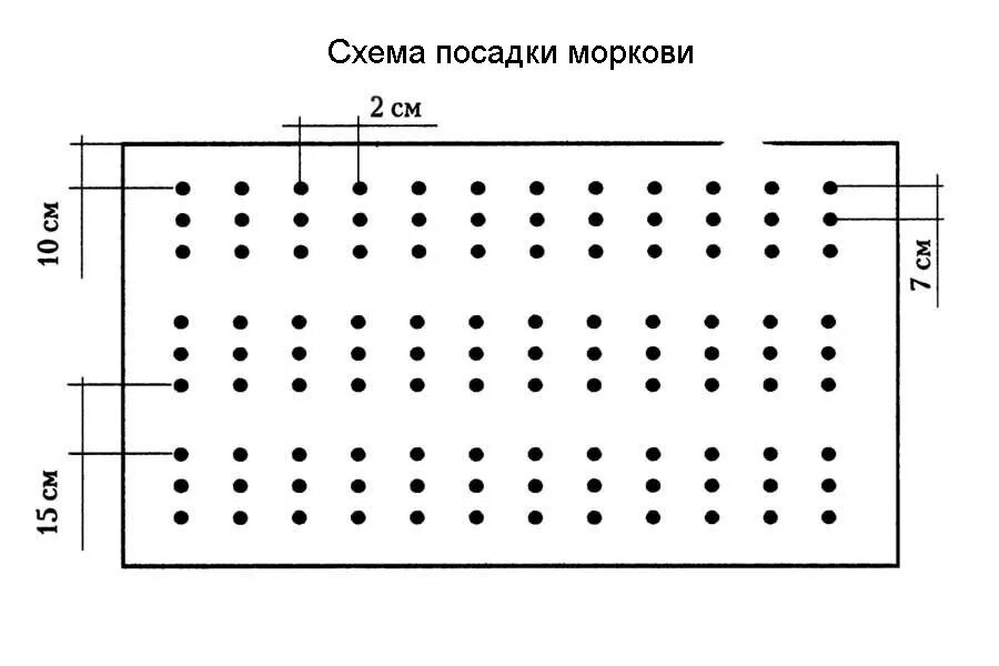 На каком расстоянии сажать свеклу. Морковь схема посадки в открытый грунт семенами. Посадка моркови весной в открытый грунт схема. Схема посадки моркови на грядке семенами в открытый грунт.