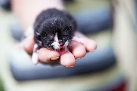 Kitten latenight