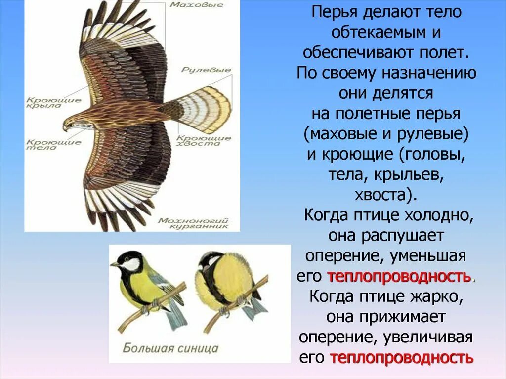 Маховые и рулевые перья. Хвост птицы строение. Расположение перьев на теле птицы. Обтекаемая форма тела у птиц.