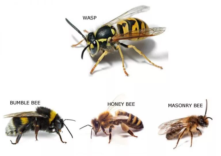 Wasp and bee difference. Трутень осы. Wasp перевод с английского. Wasp or bee. Шмель пчела оса шершень.