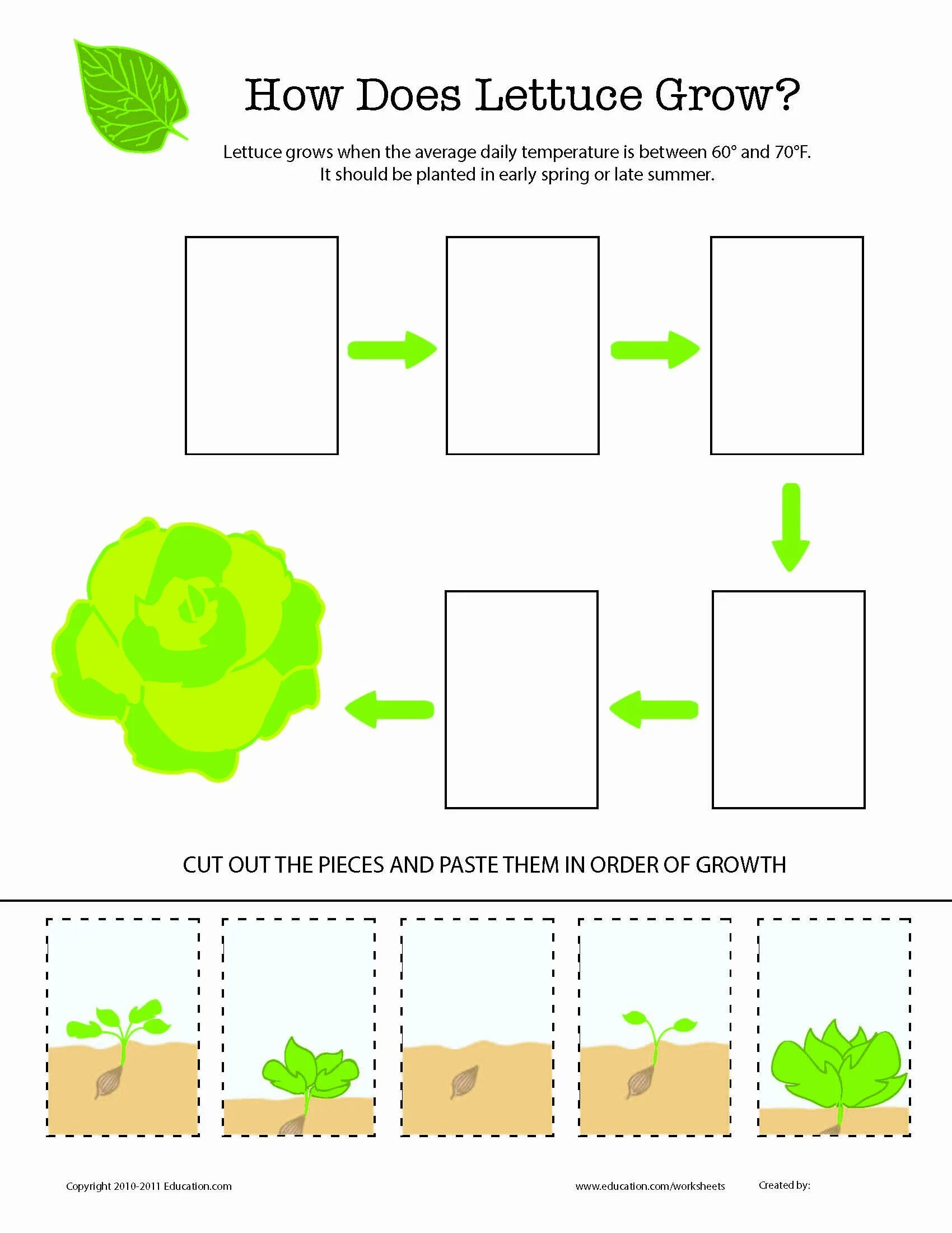 How many plants. Сад Worksheets for Kids. Grow grow Worksheet for Kids. How to grow a Plant Worksheets. Grow Plants Worksheet.