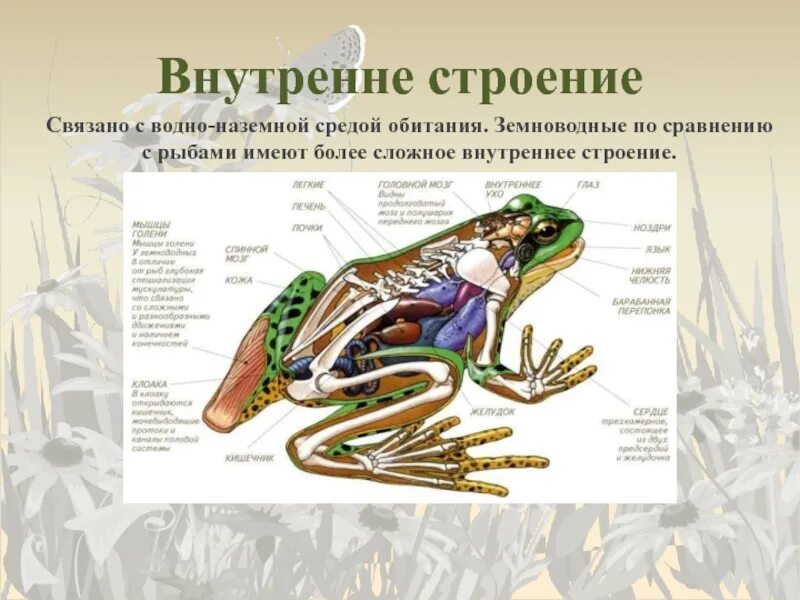 Строение земноводных. Внутреннее строение земноводных 7 класс биология таблица. внутреннее строение земноводные биология 7 класс. класс земноводные или амфибии внутреннее строение. амфибии строение в биологии.