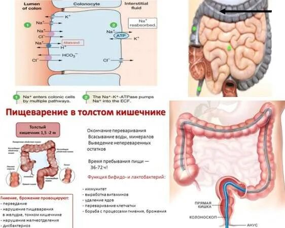 Процессы в кишечнике человека