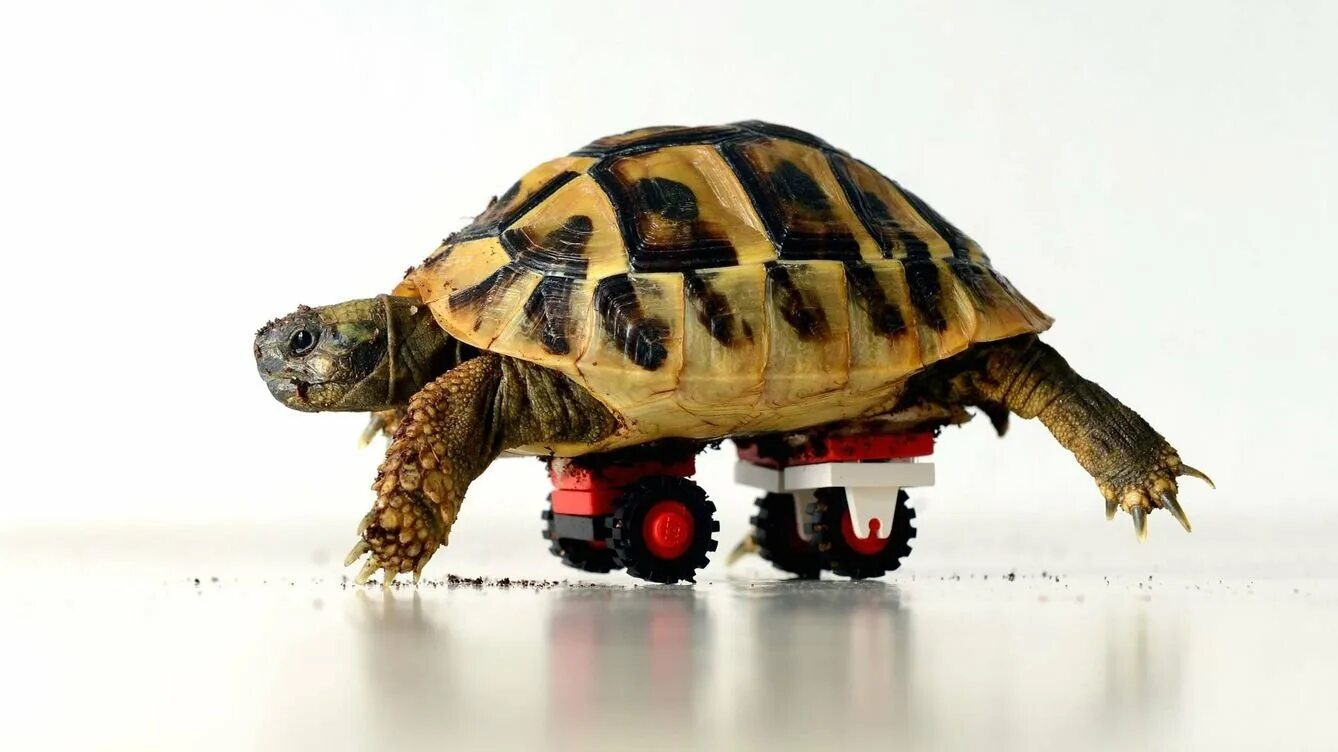 Черепаха. Машина черепашка. Черепаха на автомобиле. Смешная черепаха.