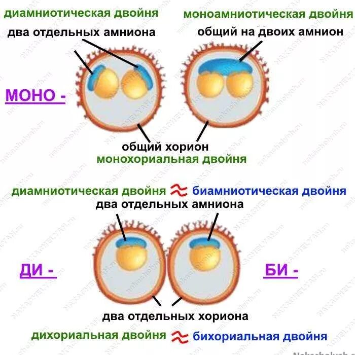 Двойная ди ди. Монохориальная двойня моноамниотическая двойня. Бихориальная биамниотическая Близнецы. Монохориальная моноамниотическая. Двойняшки монохориальная диамниотическая.