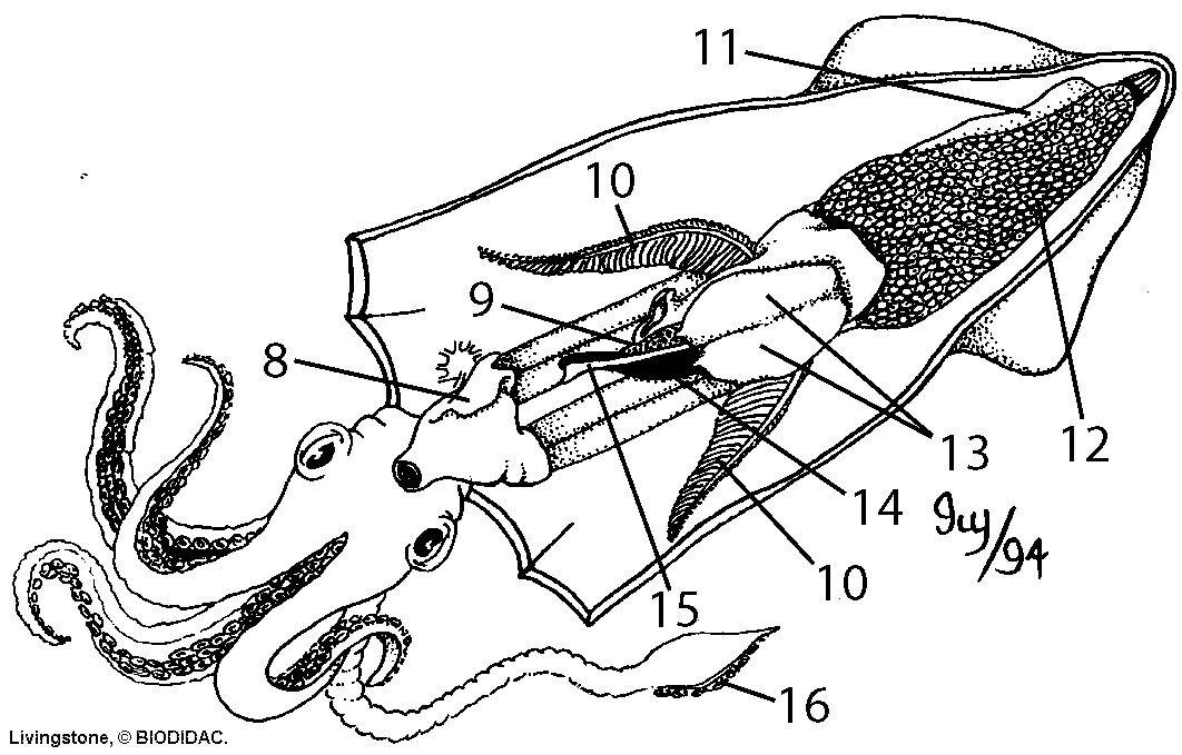 Внутреннее строение головоногих. Внутреннее строение кальмара. Головоногие моллюски схема. Строение головоногих моллюсков. Каракатица организм