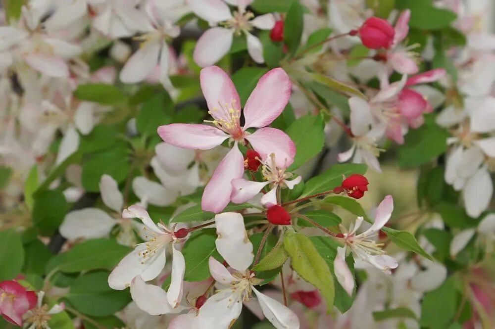 Malus floribunda. Яблоня декоративная флорибунда. Малус флорибунда. Malus floribunda/малус флорибунда. Яблоня флорибунда