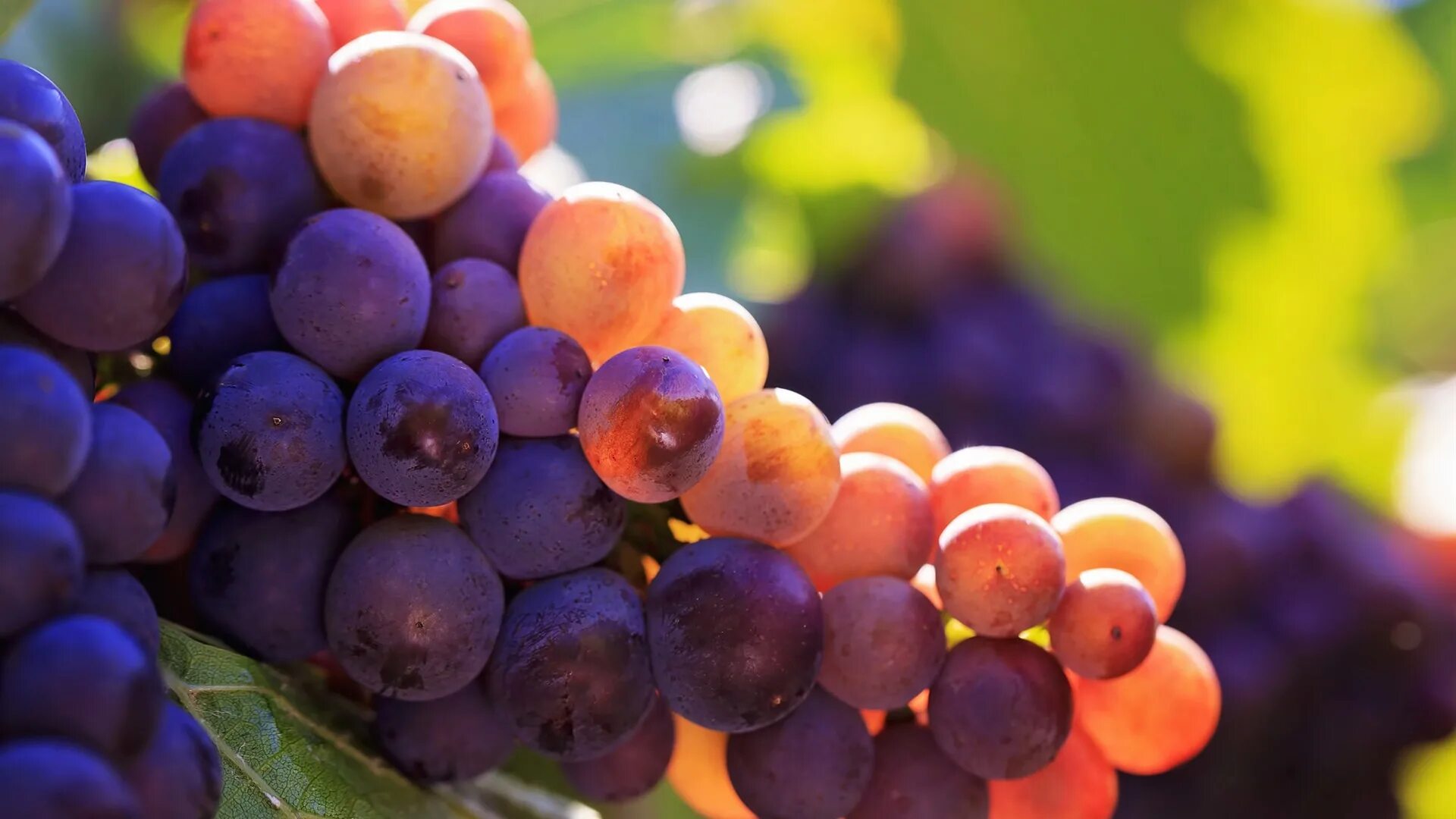 Grape fresher