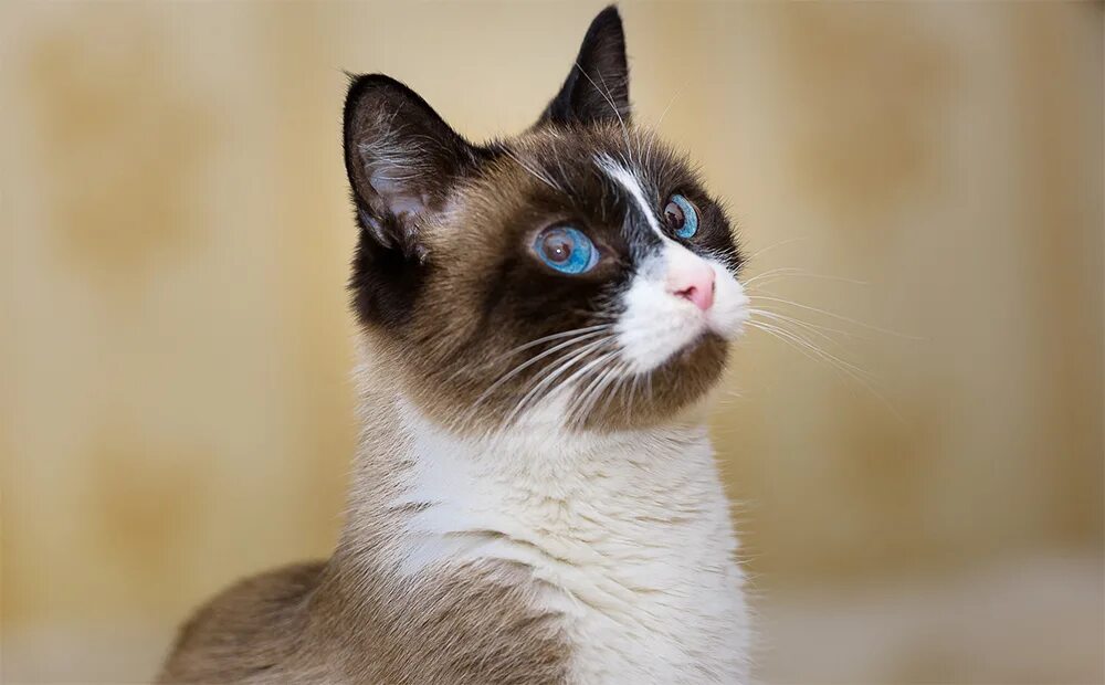 Рассмотрите фотографию кошки породы сноу шу. Сноу-Шу кошка. Сиамский Сноу-Шу. Сиамский кот Сноу Шу. Рэгдолл Сноу Шу.