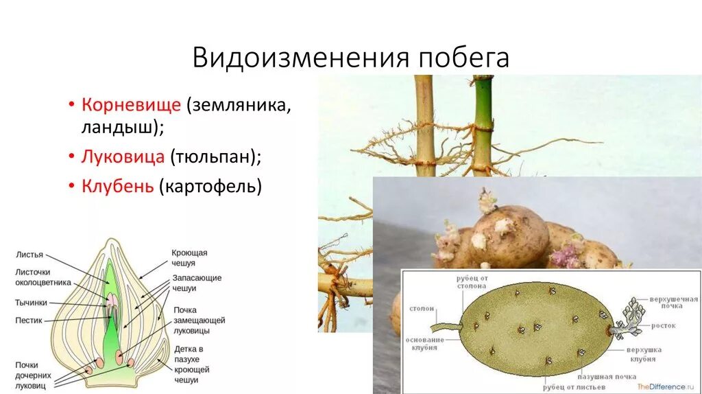 У картофеля образуются укороченные подземные побеги округлой. Видоизменения побегов клубень картофеля. Клубень луковица и корневище побеги. Видоизменённые побеги клубень картофеля. Корневище клубень луковица видоизмененные побеги.