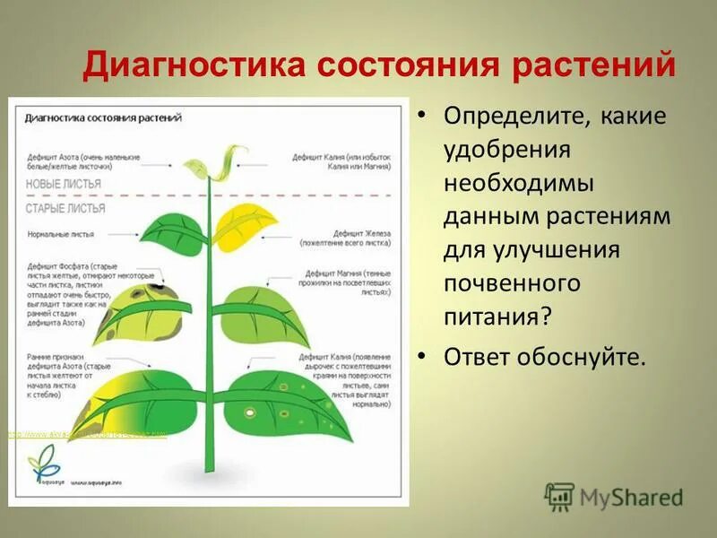 Недостаток минеральных удобрений у растений. К чему приводит недостаток минеральных веществ. Недостаток азота у растений. Недостаток и избыток фосфора у растений. Недостаток и избыток азота у растений.