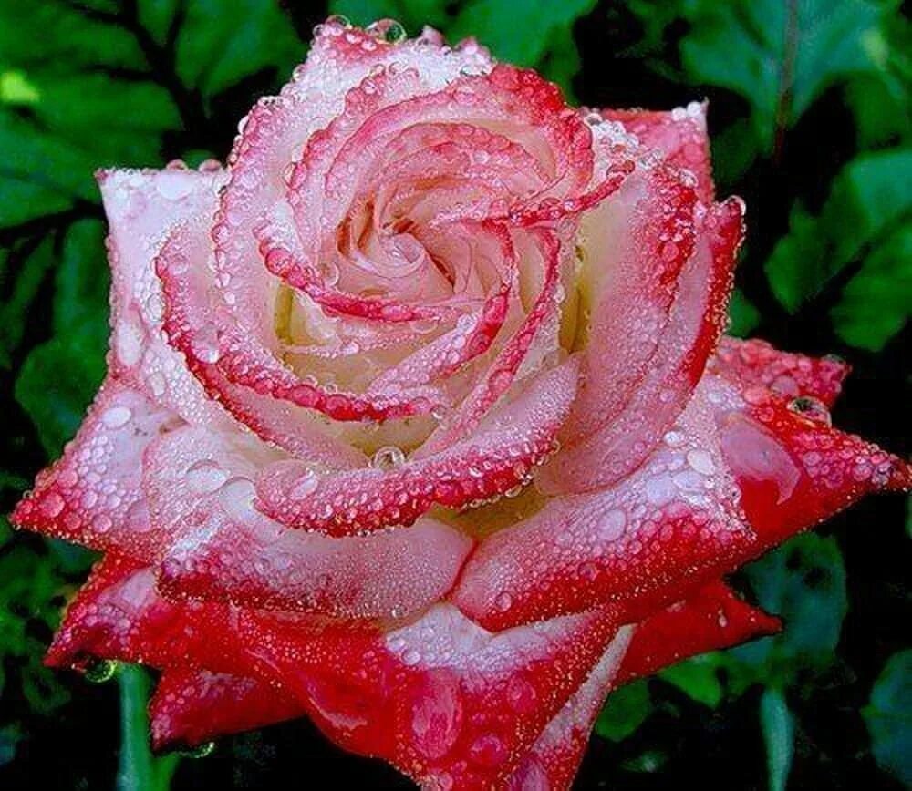 невероятные розы. необычные розы. самые необычные розы. невероятные розы. самые красивые розы.