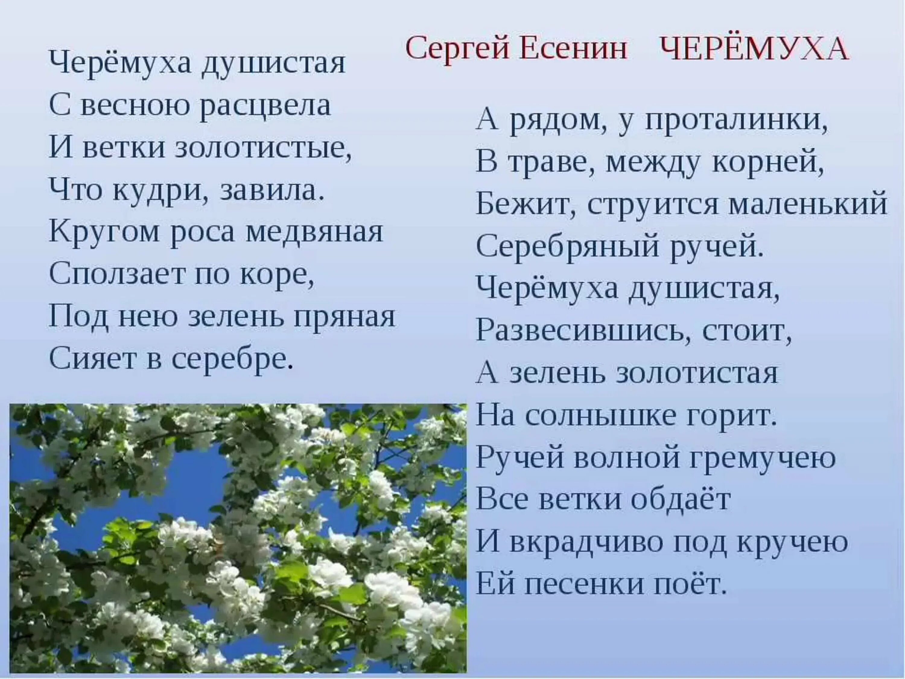 Стихотворение есенина сыплет. Есенин черёмуха душистая.