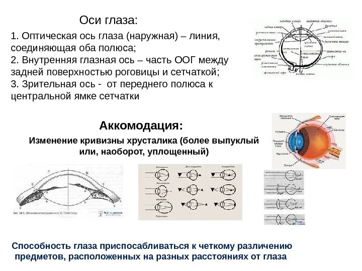 Ось внутри оси. Зрительная и оптическая ось глаза. Оси глаза анатомия. Зрительная ось глаза анатомия. Строение глаза и Зрительная ось.