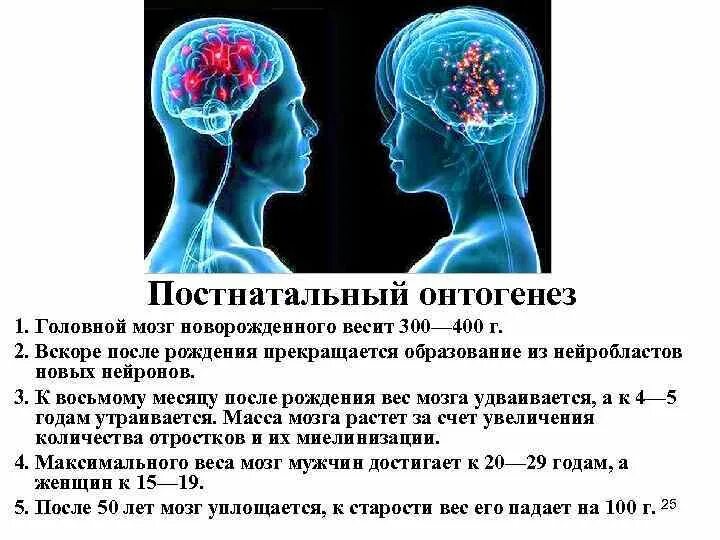 Размер мозга увеличивается. Постнатальный период онтогенеза нервной системы. Формирование головного мозга. Этапы формирования мозга. Онтогенез мозга человека.