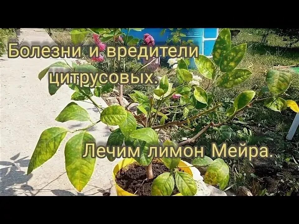 Болезнь лимона (желтые и коричневые точки на листьях) - Форум - Лимон - Цитрусов