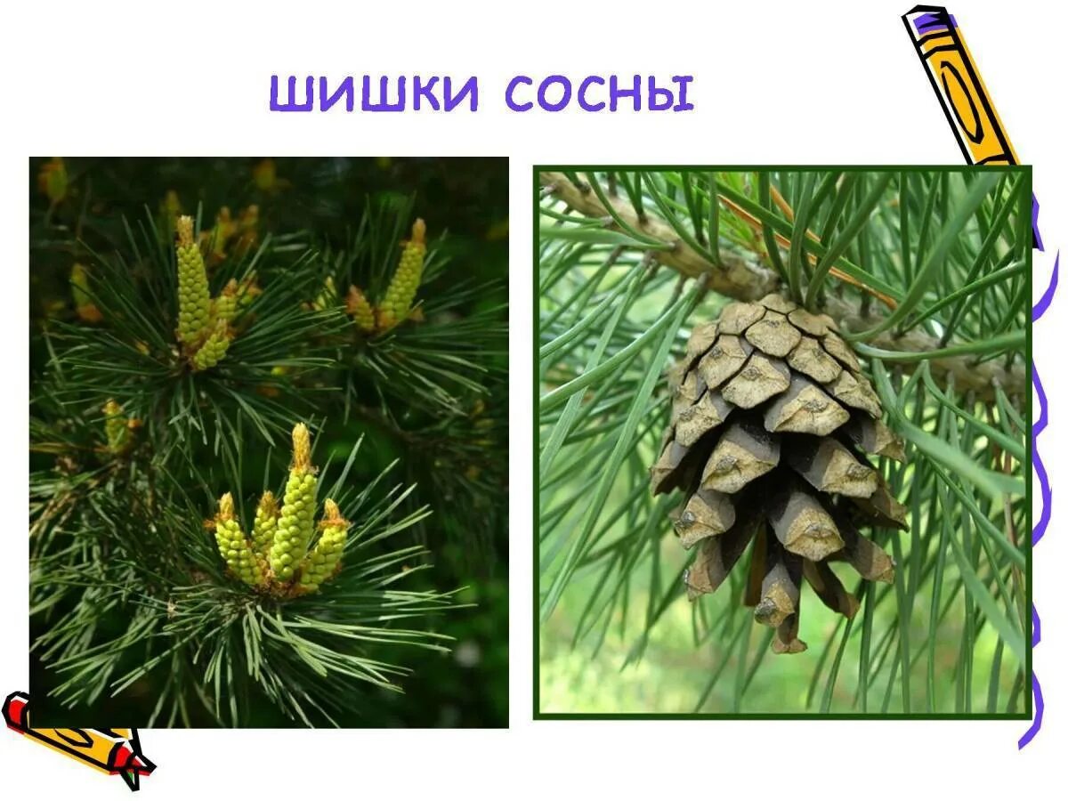Хвойные деревья 1 класс окружающий мир