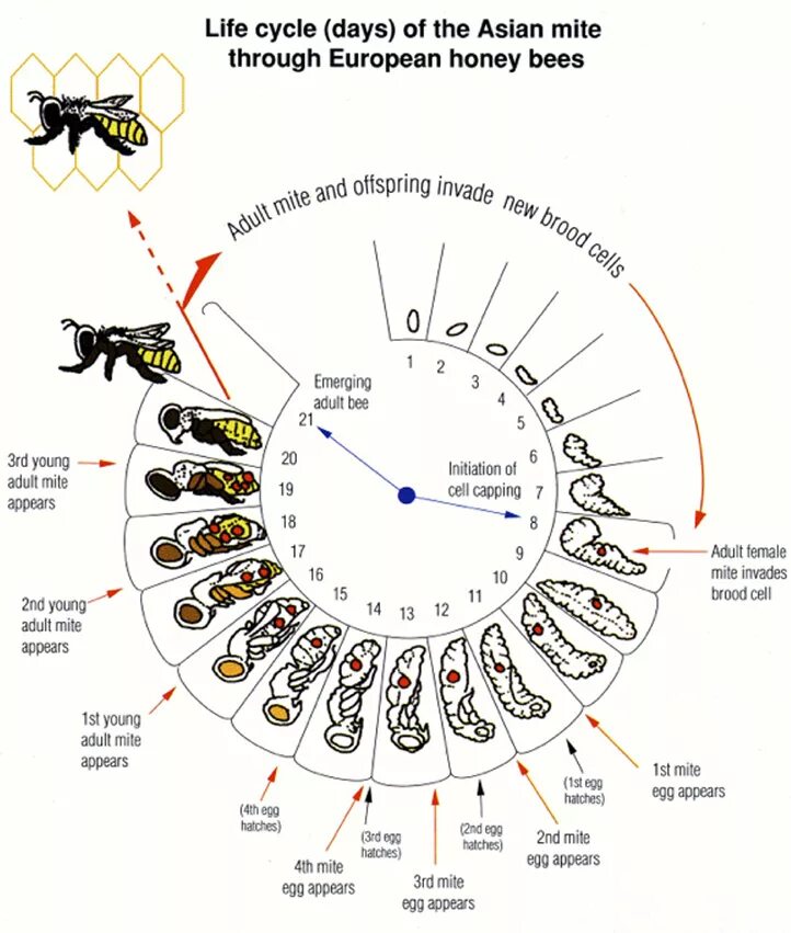 Таблица развития пчел. Цикл развития пчелиной матки схема. Жизненный цикл развития пчелы. Цикл личинки пчелы. Стадии развития пчелы схема.