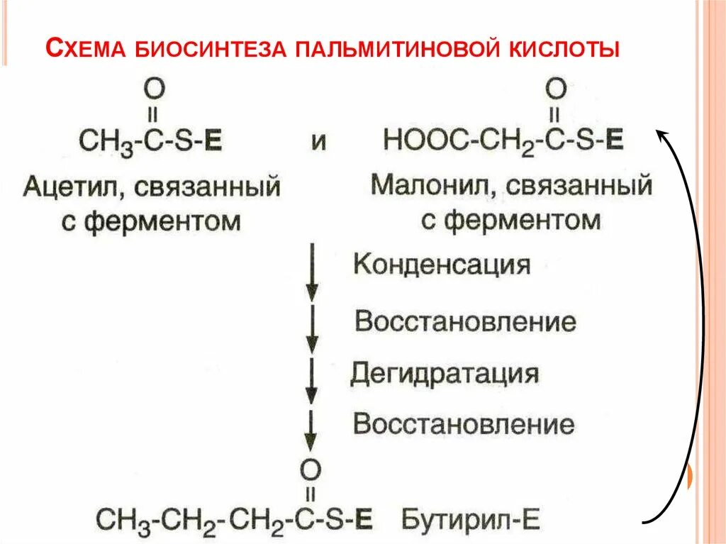 Синтез пальмитиновой кислоты. Схема биосинтеза пальмитиновой кислоты. Схема образования пальмитиновой кислоты. Строение пальмитиновой кислоты.