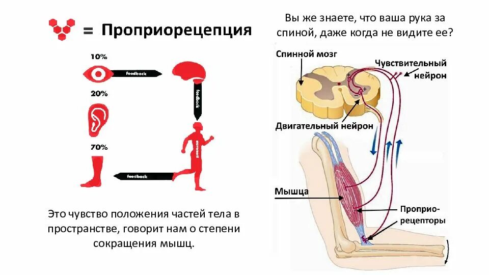 Мышечное чувство находится. Чувствительность мышц. Проприорецепция. Проприоцептивные рецепторы. Двигательные рецепторы.