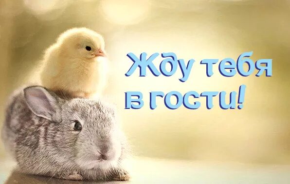 Приезжай в гости картинки. Ждём в гости картинки. жду тебя в гости. открытка для гостей. жду в гости картинки прикольные.