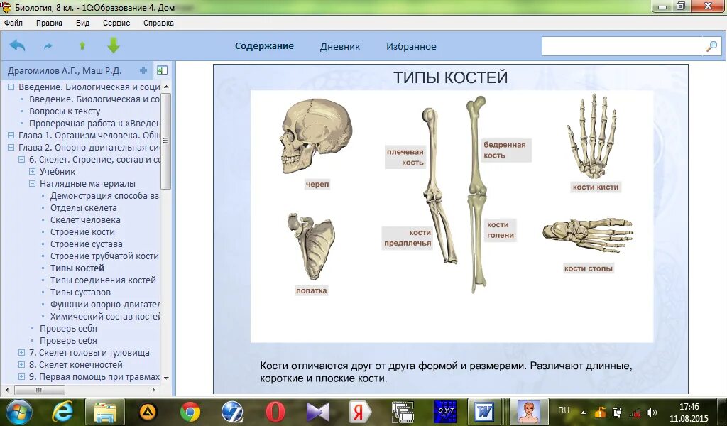 Свойства костей человека. 13 Тип костей. Определите типы костей в зависимости от их формы запишите. Свойства костей 3 класс. С какой частотой обновляются кости