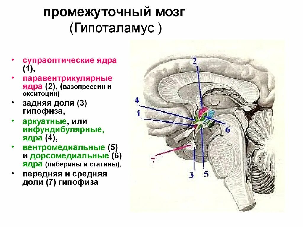Каковы функции таламуса. Промежуточный мозг гипоталамус строение. Ядра отделов промежуточного мозга. Промежуточный мозг его отделы ядра полость. Ядра промежуточного мозга схема.