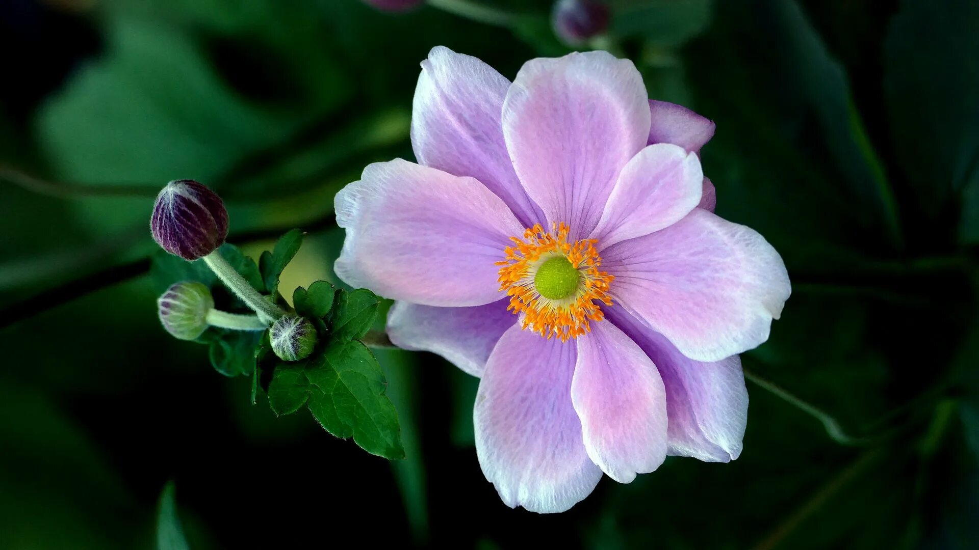 Анемона ветреница японская. Лепесток анемона. Анемона японская голубая. Flowers fortune