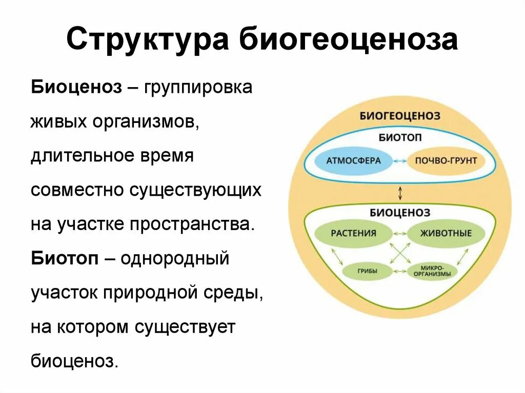 Приведите примеры биоценоза. Структура биогеоценоза и экосистемы. Структуры биогеоценоза кратко. Биоценоз биогеоценоз экосистема. Структура биогеоценоза схема.