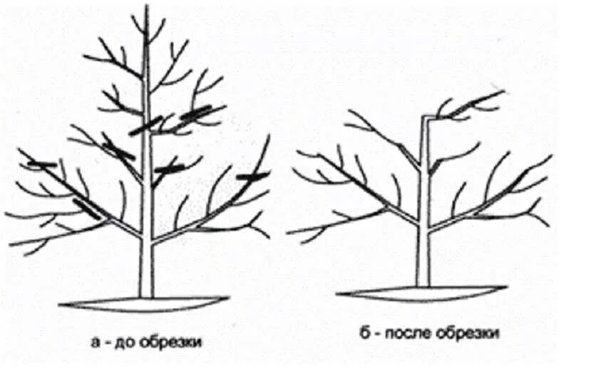 Обрезка плодовых деревьев весной яблони. Схема обрезки яблони весной. Омолаживающая обрезка яблони весной схема. Обрезка яблонь осенью схема.