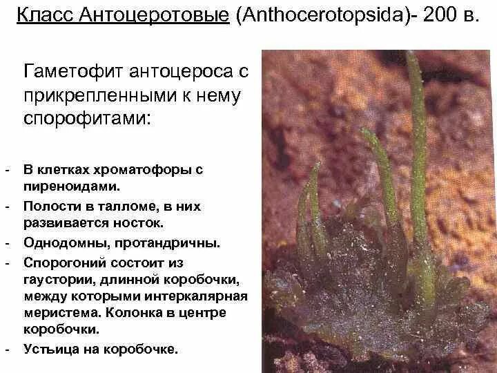 Класс антоцеротовые Anthocerotopsida. Антоцеротовые мхи размножение. Класс антоцеротовые мхи. Антоцерос мох.