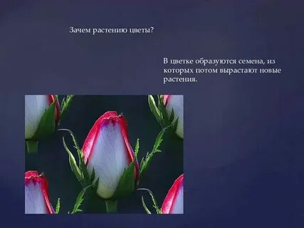 Почему букет