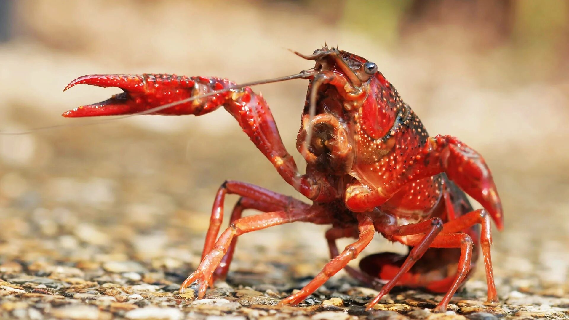 How lobster communicate