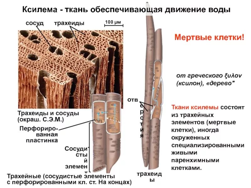 Клетки ксилемы живые. И трахеиды древесины (Ксилема).. Сосуды и трахеиды ксилемы. Строение ксилемы и флоэмы. Проводящая ткань Ксилема.