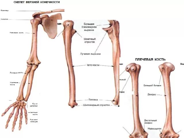 Анатомия верхней конечности