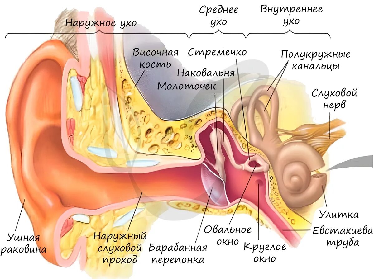 Барабанной перепонкой и внутренним ухом. Строение уха человека евстахиева труба. Орган слуха наружное ухо среднее ухо внутреннее ухо. Строение наружного уха барабанная перепонка. Орган слуха внутреннее ухо анатомия.