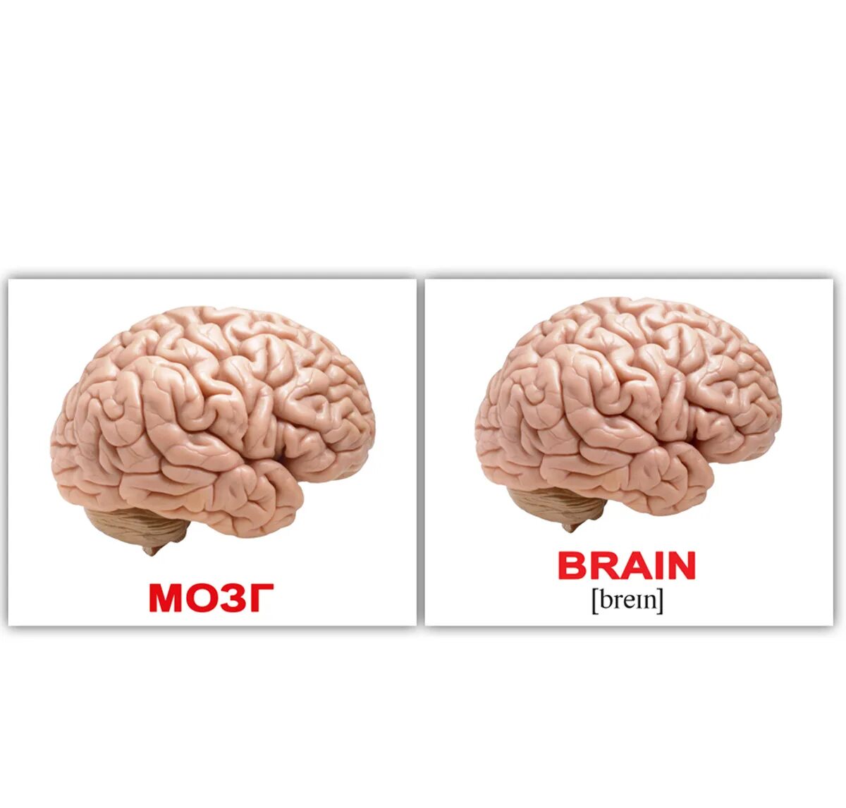 English brain. Мозг на английском. Мозги человека для детей.