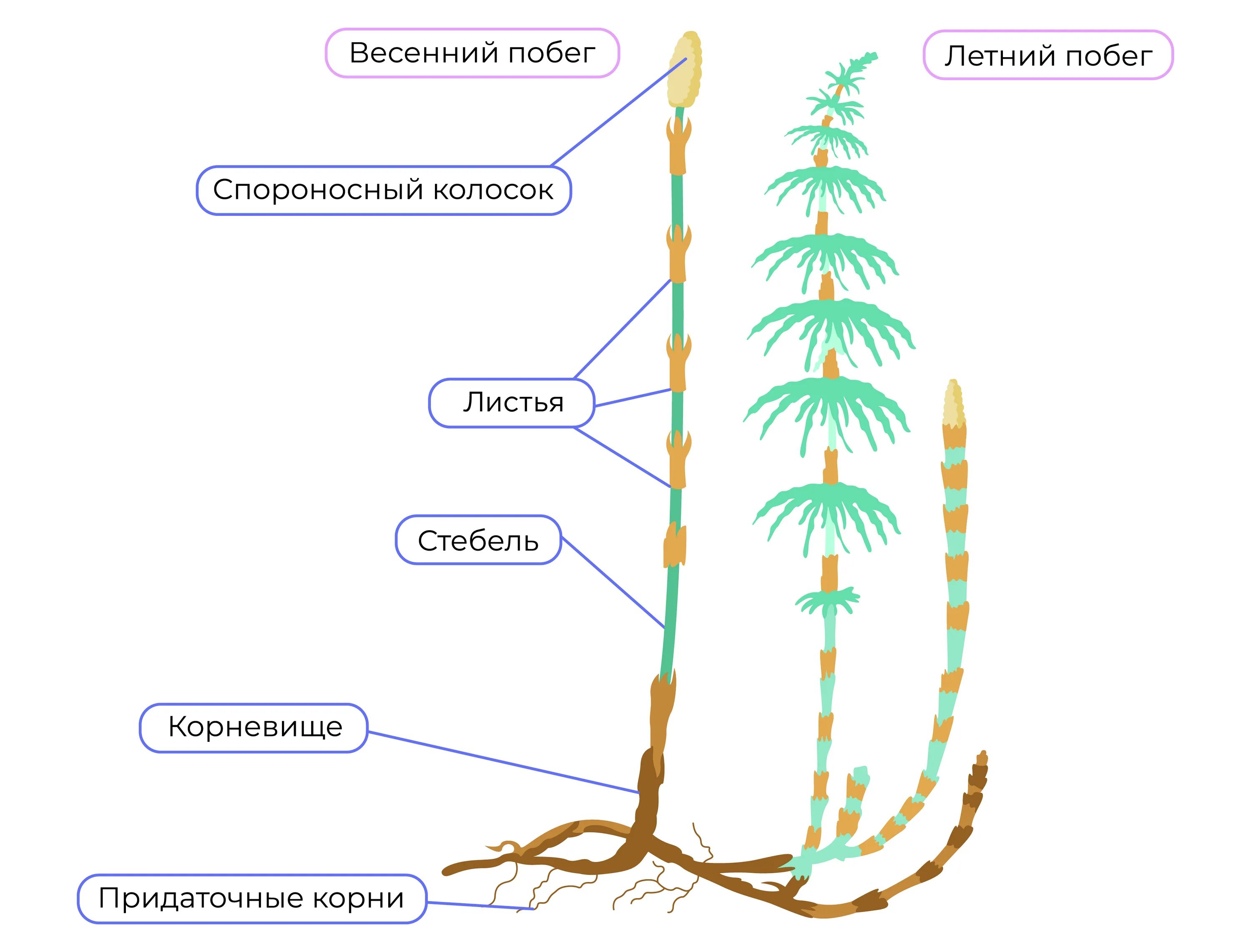 Изучение строения хвоща практическая работа