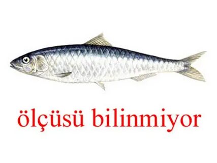 Клыкозубая сельдь