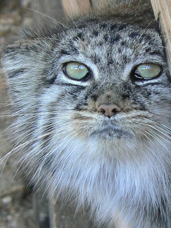 зрачки манула. кот манул зрачки. монгольский кот манул. манул злой. дикий кот манул злой.