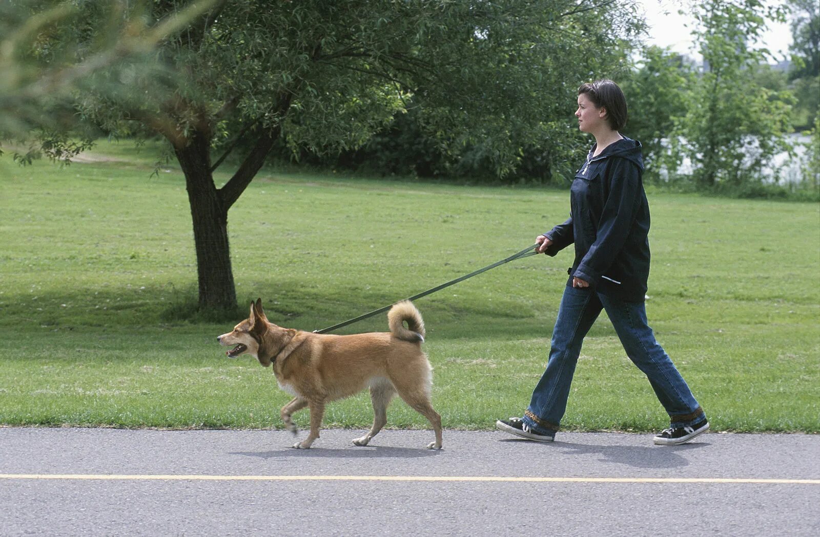 Прогулка с собакой на поводке. Поводок для собак. Человек выгуливает собаку. Мужчина выгуливает собаку. Можно ходить с собаками в магазин