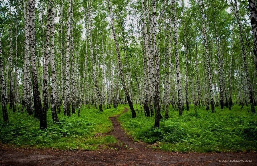 майские березы. черемуха березовая роща. белоствольная береза. белоствольная березовая роща.